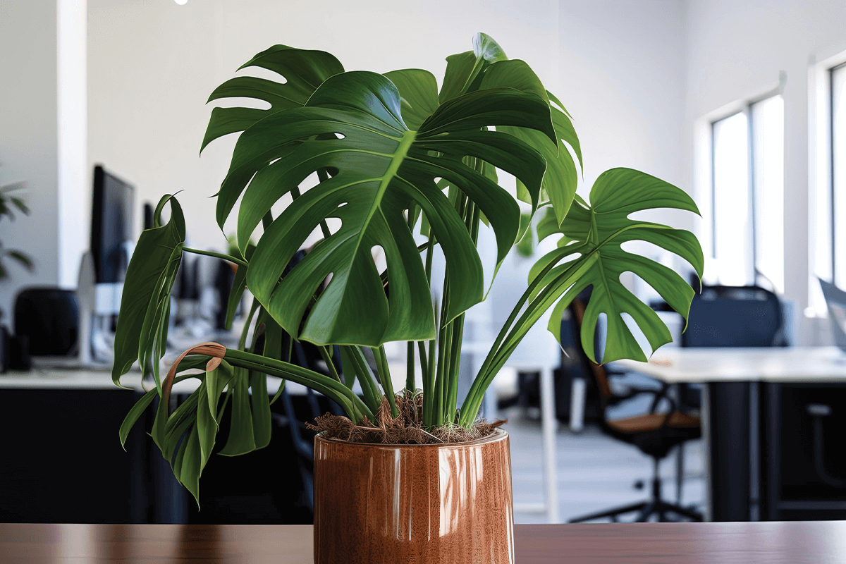 Monstera